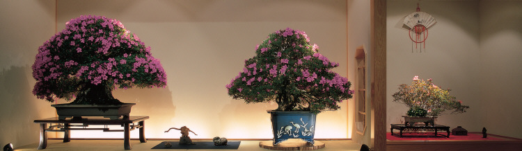 Satsuki Bonsai Festival - Parabiago 17 � 26 maggio