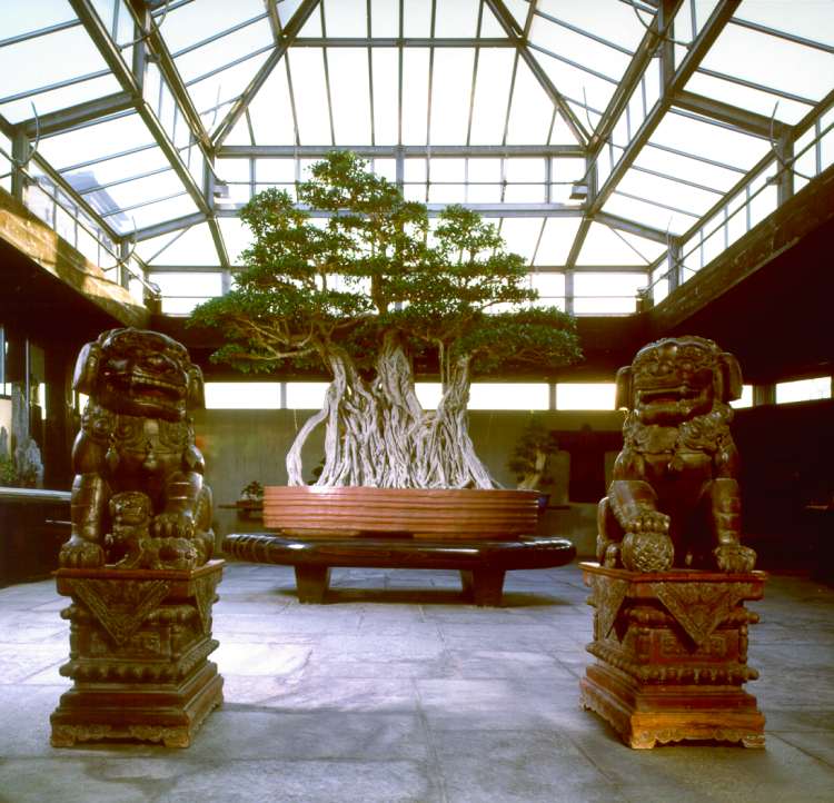 Il millenario Ficus Retusa Linn