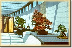 The bonsai museum - the gallery