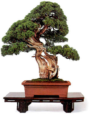 Piante dal catalogo Crespi: Juniperus chinensis - Ginepro cinese