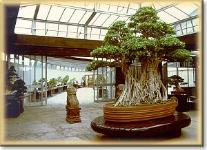 The bonsai museum - the pagoda