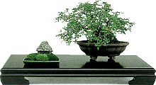Suiseki from Crespi Catalogue - Kuzuya-ishi