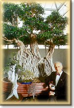 Rassegna stampa di Crespi Bonsai