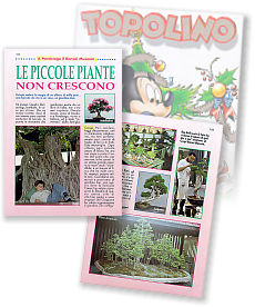 A Parabiago il Bonsai Museum - Le piccole piante non crescono